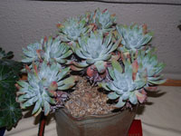 Dudleya guadalupensis