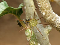 Dorstenia gypsophila