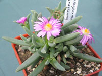 Delosperma harazianum