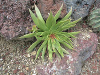 Dudleya ingens