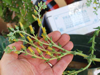 Dudleya lanceolata