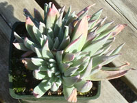 Dudleya lanceolata