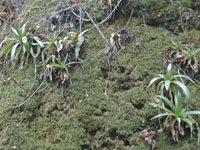 Dudleya lanceolata