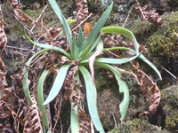 Dudleya lanceolata