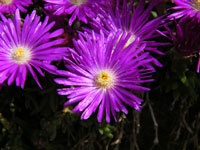 Delosperma lavisiae