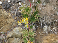 Dudleya linearis