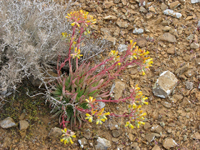 Dudleya linearis