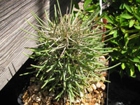 Didierea madagascariensis