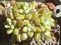 Dudleya nesiotica