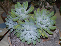 Dudleya pachyphytum