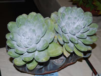 Dudleya pachyphytum