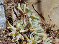 Dudleya pachyphytum