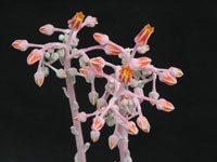 Dudleya pauciflora