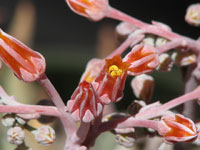 Dudleya pauciflora