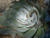 Dudleya pulverulenta