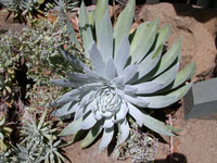 Dudleya pulverulenta