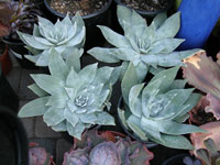 Dudleya pulverulenta