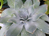 Dudleya pulverulenta