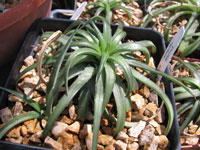 Dyckia remotiflora