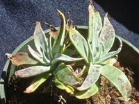 Dudleya saxosa