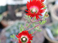 Drosanthemum speciosum