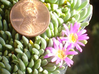 Delosperma sphalmanthoides