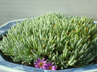 Delosperma sphalmanthoides