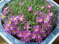 Delosperma sphalmanthoides