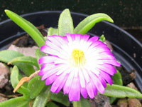 Delosperma sutherlandii