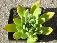 Dudleya traskiae