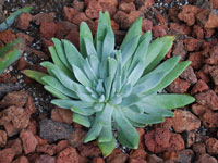 Dudleya traskiae