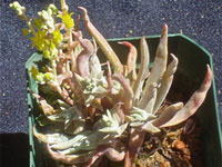 Dudleya verityi