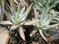 Dudleya virens