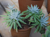 Dudleya virens