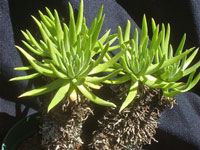 Dudleya virens