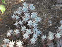 Dudleya virens