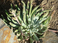 Dudleya virens