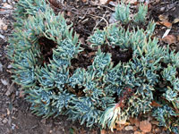 Dudleya virens