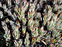 Dudleya virens