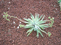 Dudleya virens