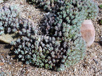 Dudleya virens