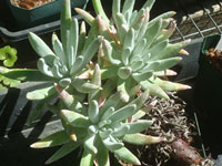 Dudleya virens