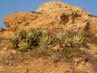 Dudleya virens