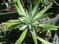 Dudleya virens