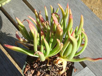 Dudleya viscida