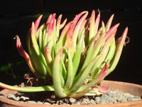 Dudleya viscida