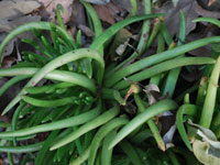 Dudleya viscida