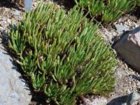 Dudleya viscida