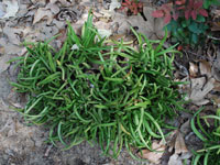 Dudleya viscida