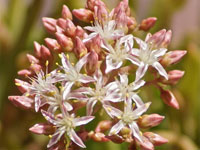 Dudleya viscida